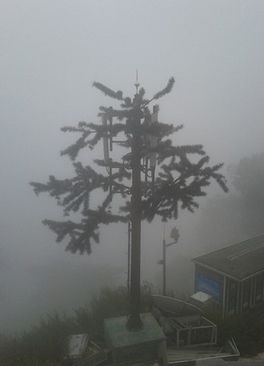 河南避雷塔与仿生树避雷塔的创新应用